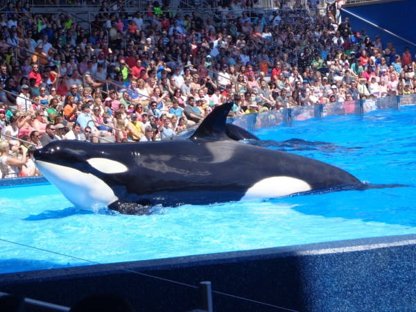 Canada Has Officially Banned Dolphin and Whale Captivity