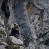 Ours, simplement sauvage. Le film de Vincent Munier et Laurent Joffrion