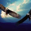 The Eagle and the Condor Prophecy – The eagle needs to see, the condor to rise