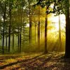 La vie secrète des arbres par Peter Wohlleben