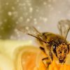 Les abeilles de Notre-Dame sont sauvées