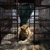 33 lions who spent their lives in the circus just went home to Africa