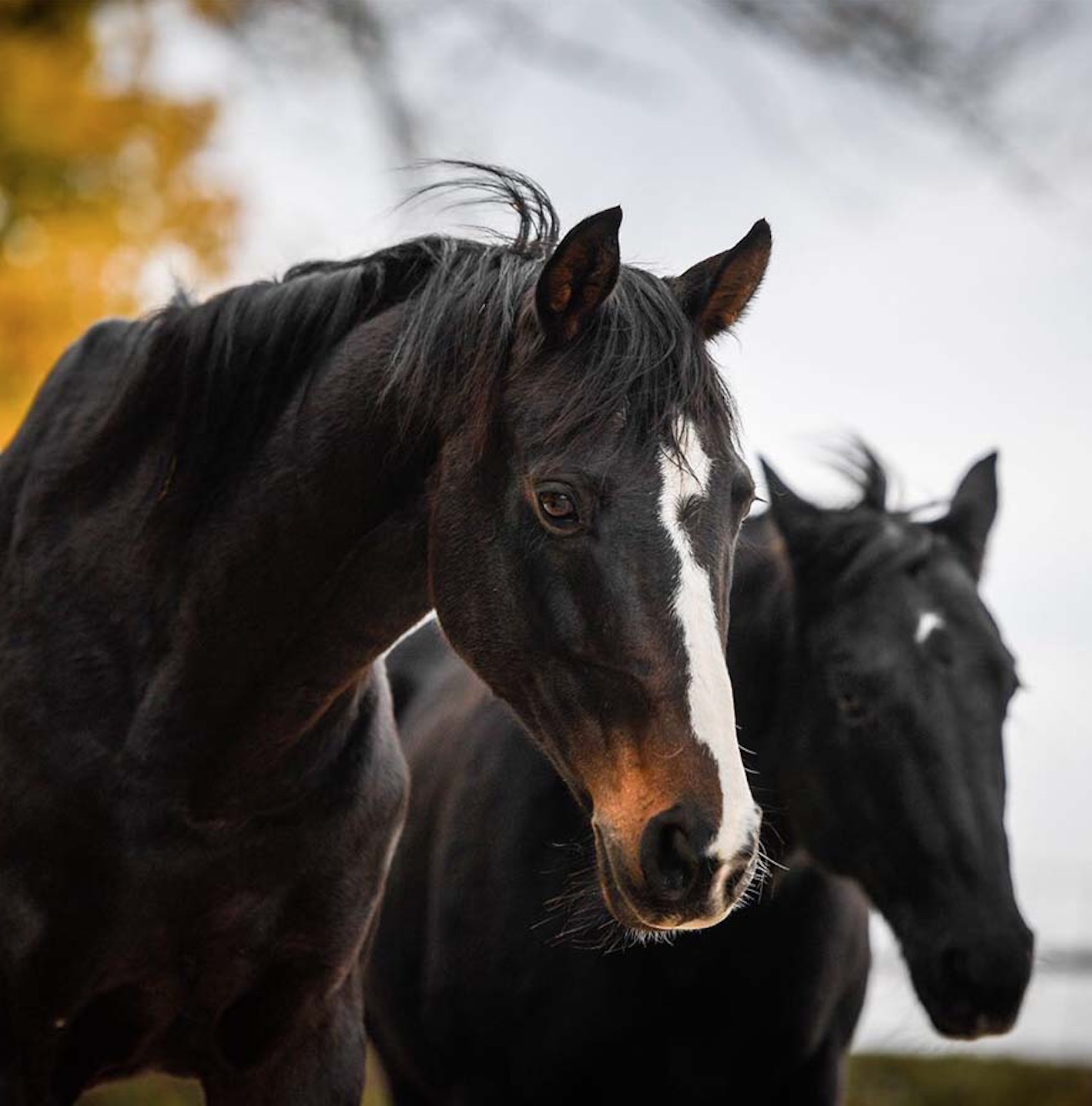 Aureus Equus – Horse Wisdom for the Human Heart