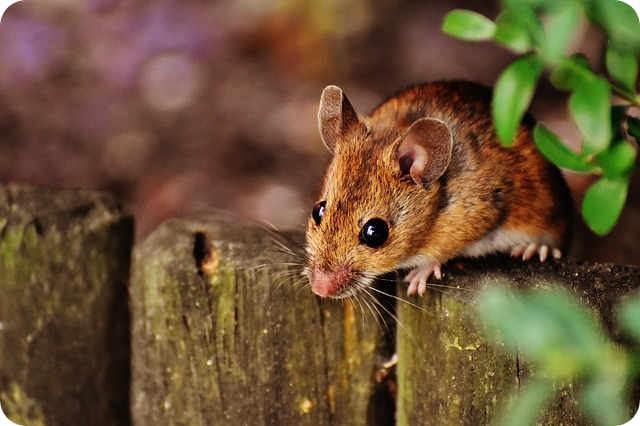Ursache und Wirkung erkennen mit der Maus