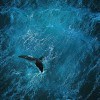 The destiny of the last ocean is in our hands
