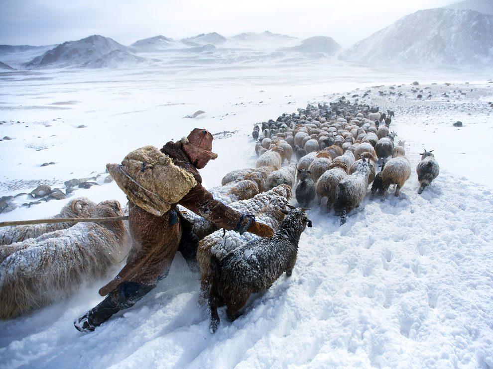 Eisige Kälte und grosse Not in der Mongolei