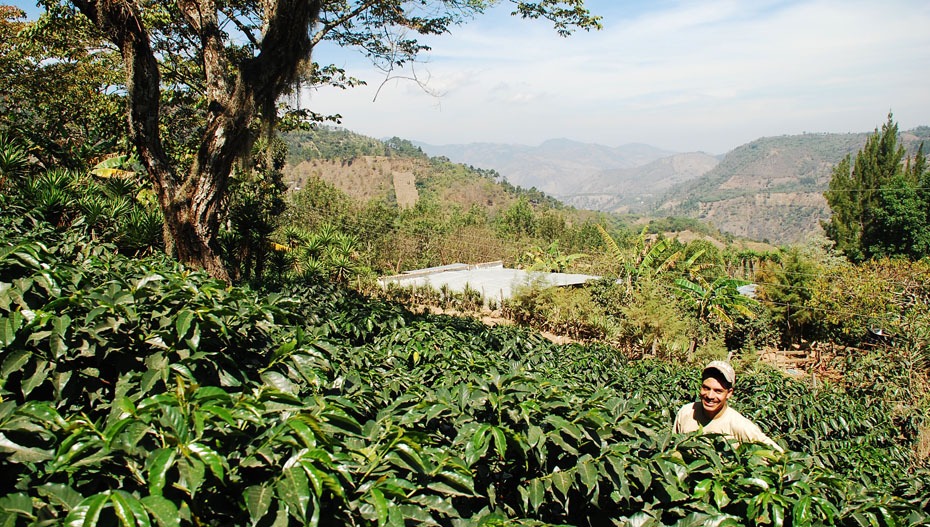 Le programme AAA de Nespresso en Colombie