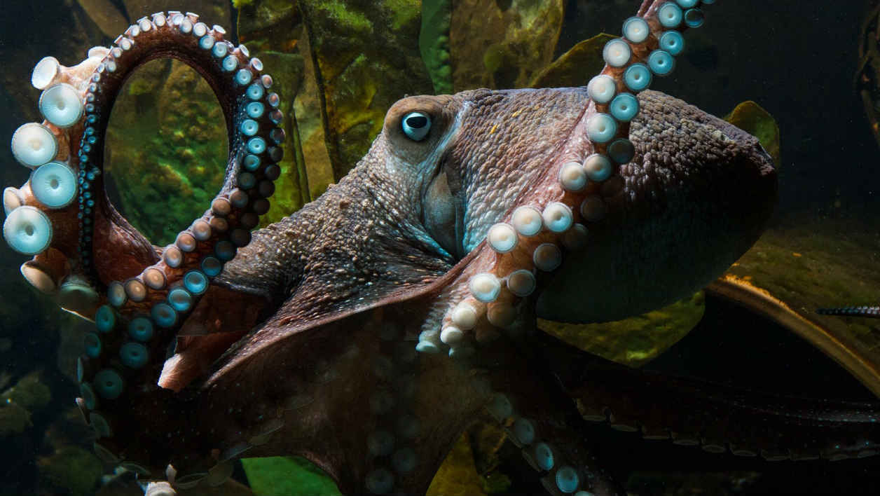 Une pieuvre s’évade de son aquarium pour rejoindre l’océan en Nouvelle-Zélande