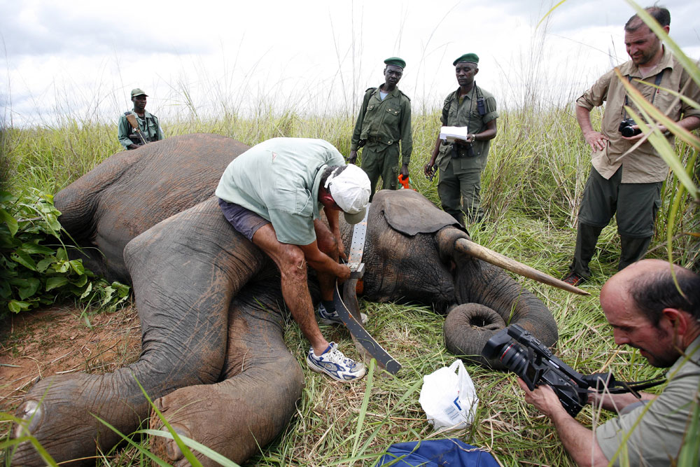 Before the last elephant falls – Thousands of Rangers becoming elephant saviors, an Avaaz initiative