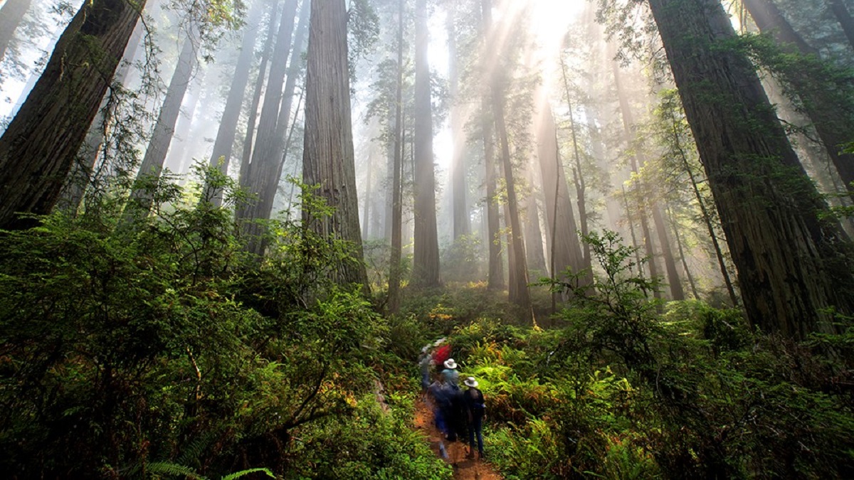 La leçon des Redwoods – notre véritable force est notre volonté de prendre soin et soutenir l’un l’autre