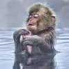CHILL LIKE A JAPANESE MACAQUE