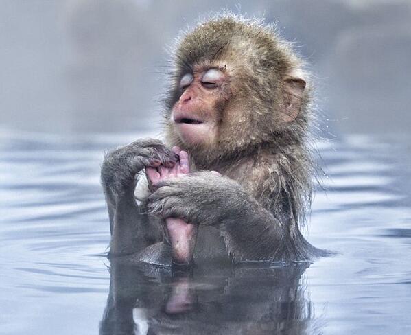 CHILL LIKE A JAPANESE MACAQUE