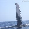Slap-happy Humpback Whale
