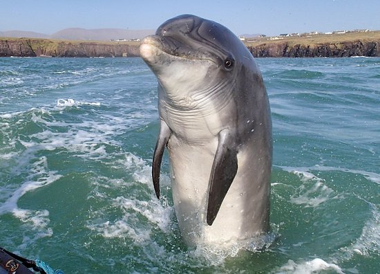 Rettung eines Delfins