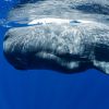 Besoin d’écovolontaires pour le programme scientifique Baleines et dauphins de Méditerranée