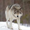 Message des Loups pour les enfants, par TAAC