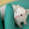 Si seulement nous pouvions tous écouter parler les souris de laboratoire