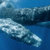 La Swiss Cetacean Society-SCS
