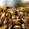 À Cuba, un pays sans pesticides, les abeilles sont en pleine forme