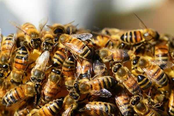 À Cuba, un pays sans pesticides, les abeilles sont en pleine forme
