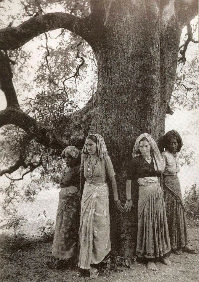 The origin of the term “Tree hugger”