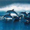 Vol au dessus des dauphins