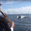 Singing with whales – Oh my God, how much magic can we possibly experience?