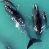 Whale population is increasing in Australia!