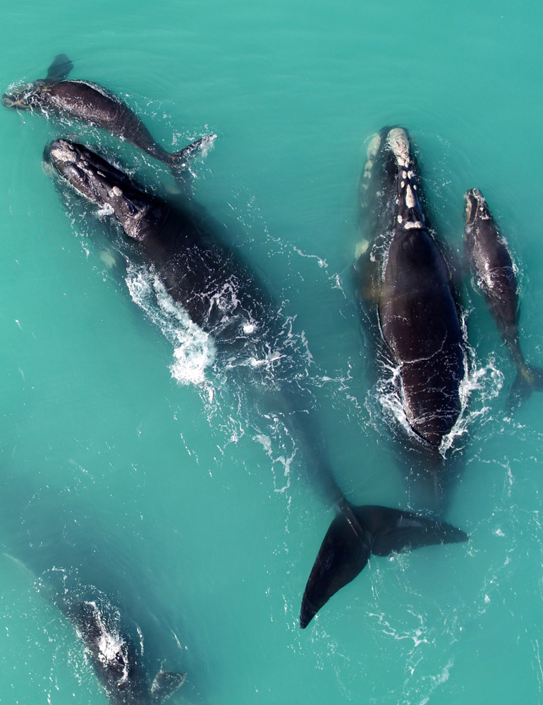 Whale population is increasing in Australia!