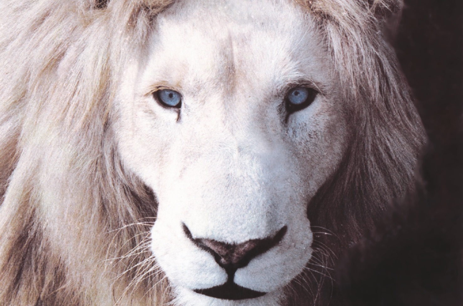 Global White Lion Trust