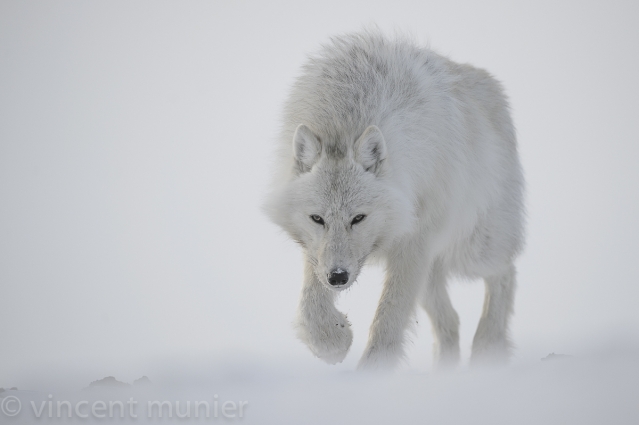 Working to protect the living – by Vincent Munier