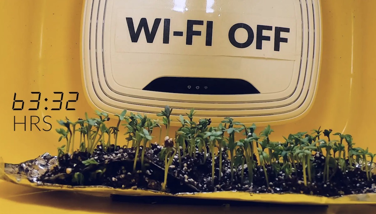 The impact of wifi on living organisms revealed by an experiment conducted by students