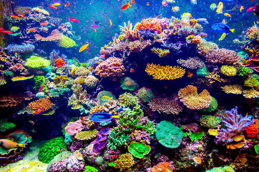 Zilooa, la marque Suisse de cosmétiques solaires coral-reefs friendly